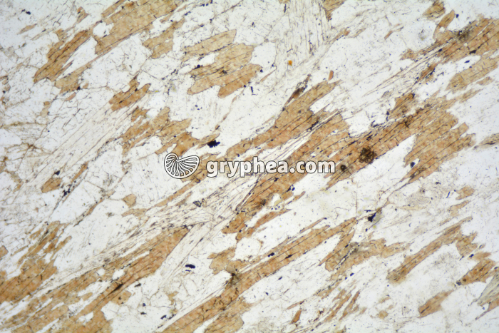 Micaschiste à sillimanite LPNA x25 - gryphea.com